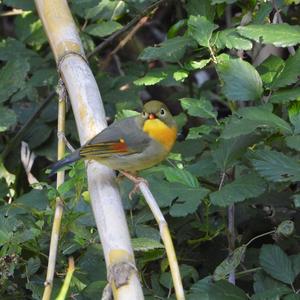 Red-billed Leiothrix