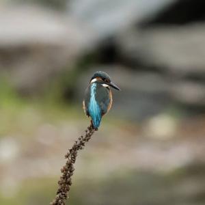 Common Kingfisher