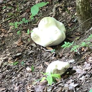 Giant Puffball