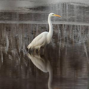 Great Egret