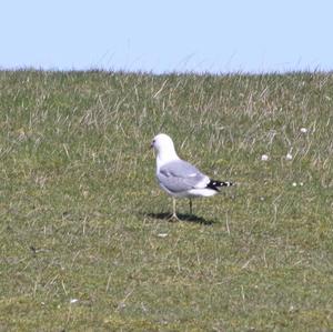 Mew Gull