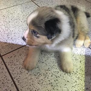 Australian Shepherd