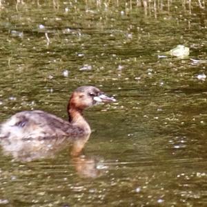 Ferruginous Duck