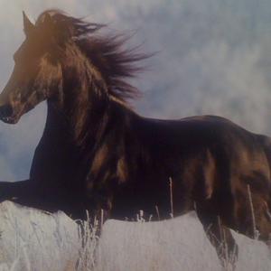 Friesian