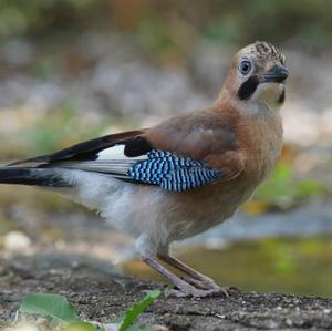 Eurasian Jay