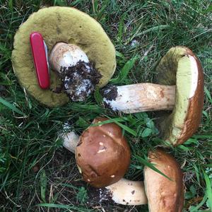 King Bolete