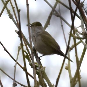 Blackcap