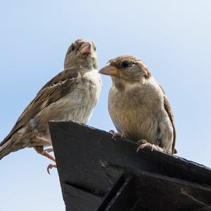 House Sparrow