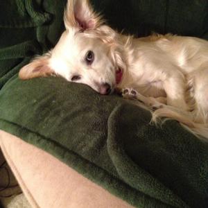 Unknown Breed