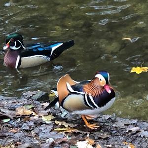 Mandarin Duck