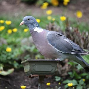 Common Wood-pigeon