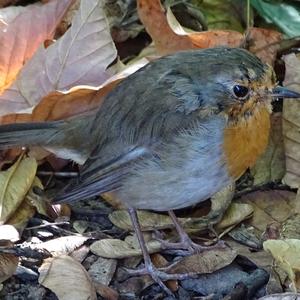 European Robin