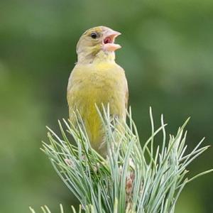 European Greenfinch