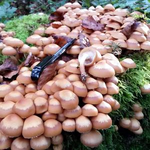 Changing Pholiota