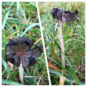 Coprinus auricomus