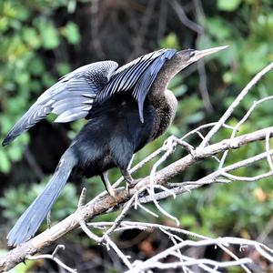 Amerikanischer Schlangenhalsvogel