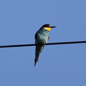 European Bee-eater