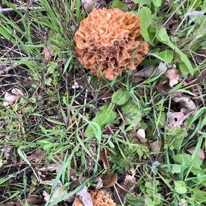 Yellow-brownish Coral