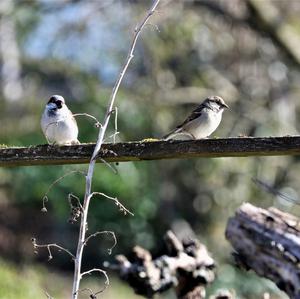 House Sparrow