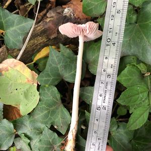 Pink Mycena