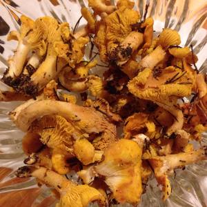 Chanterelle, Common