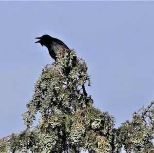 Carrion Crow