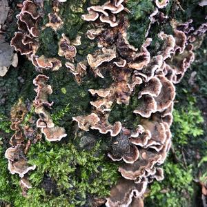 Turkey-tail