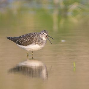 Green Sandpiper