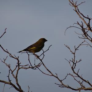 European Greenfinch