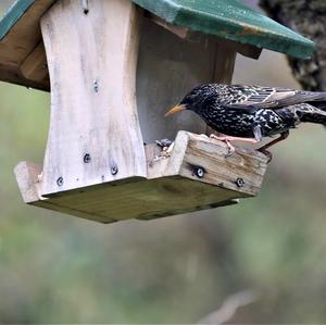 Common Starling