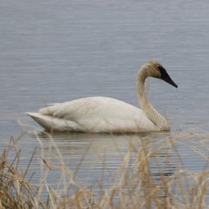 Trumpeter Swan