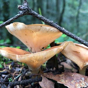 Tawny Funnel-cap