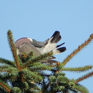 Common Wood-pigeon