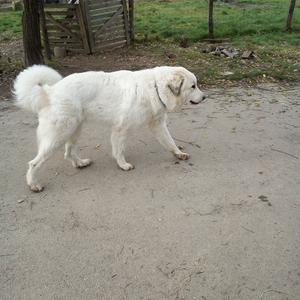 Great Pyrenees