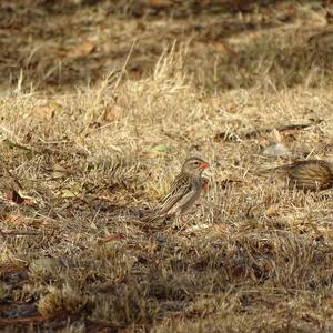 Red-billed Quelea