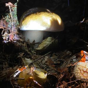 Bitter Bolete