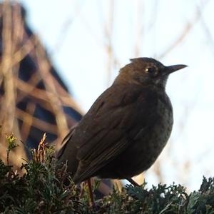 Eurasian Blackbird