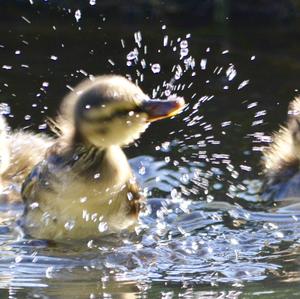 Mallard