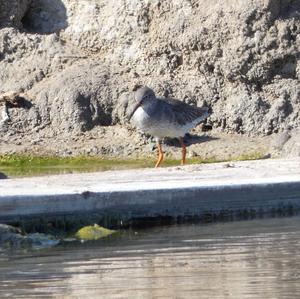 Common Redshank