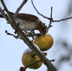 Fieldfare