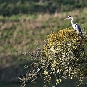 Grey Heron