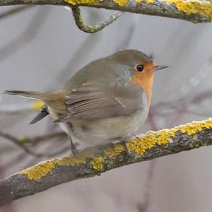 European Robin