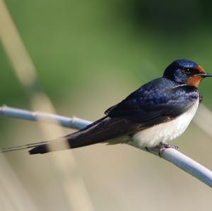 Barn Swallow