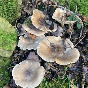 Unknown Species