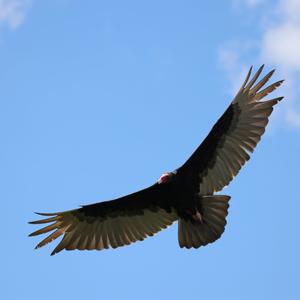 Turkey Vulture