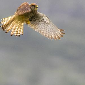 Common Kestrel