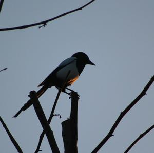 Black-billed Magpie