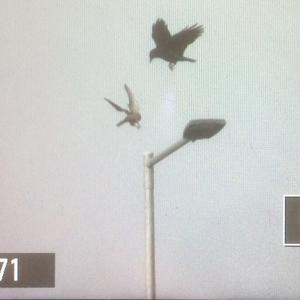 Common Kestrel