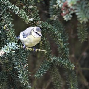 Blue Tit