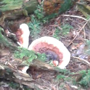 Red-belted Polypore